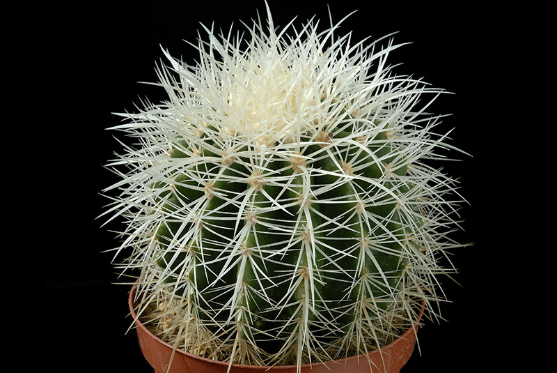 Echinocactus grusonii f. alba D. 12 € 16.00.jpg